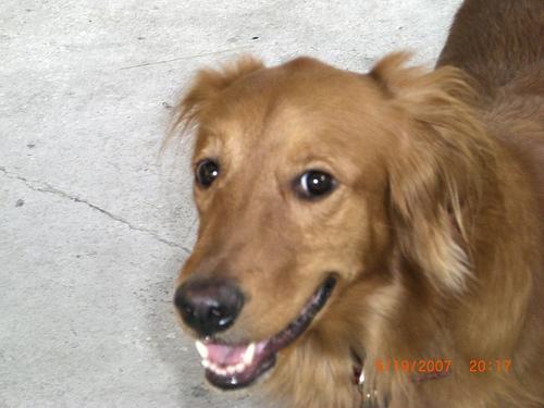 https://images.dog.ceo/breeds/retriever-golden/n02099601_4843.jpg