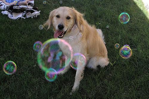 https://images.dog.ceo/breeds/retriever-golden/n02099601_4933.jpg