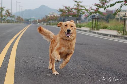 https://images.dog.ceo/breeds/retriever-golden/n02099601_5188.jpg