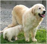 https://images.dog.ceo/breeds/retriever-golden/n02099601_5679.jpg