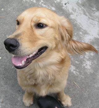 https://images.dog.ceo/breeds/retriever-golden/n02099601_6099.jpg