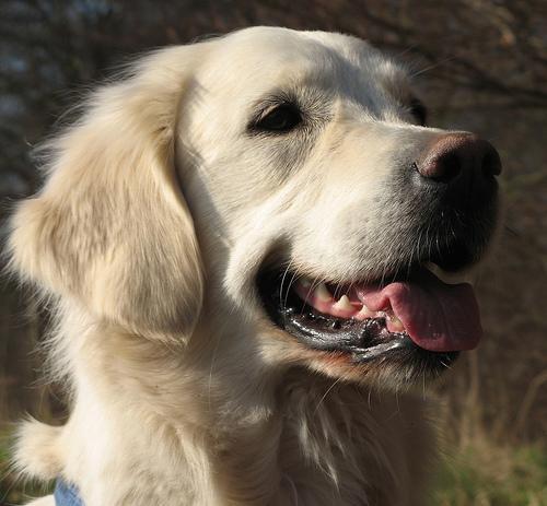 https://images.dog.ceo/breeds/retriever-golden/n02099601_67.jpg