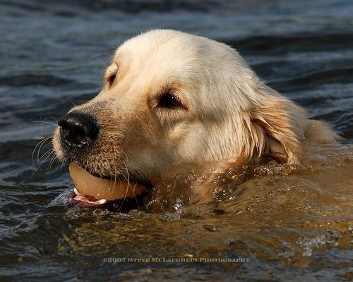 https://images.dog.ceo/breeds/retriever-golden/n02099601_70.jpg