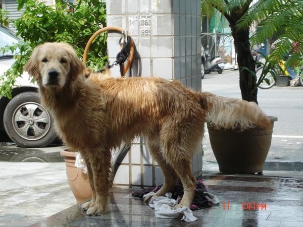 https://images.dog.ceo/breeds/retriever-golden/n02099601_7227.jpg