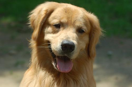 https://images.dog.ceo/breeds/retriever-golden/n02099601_7803.jpg