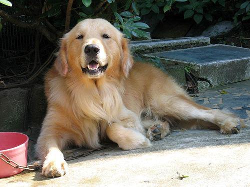 https://images.dog.ceo/breeds/retriever-golden/n02099601_8005.jpg