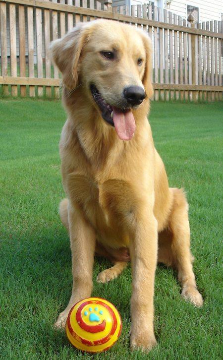 https://images.dog.ceo/breeds/retriever-golden/n02099601_8181.jpg