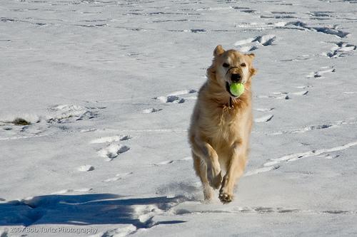 https://images.dog.ceo/breeds/retriever-golden/n02099601_831.jpg