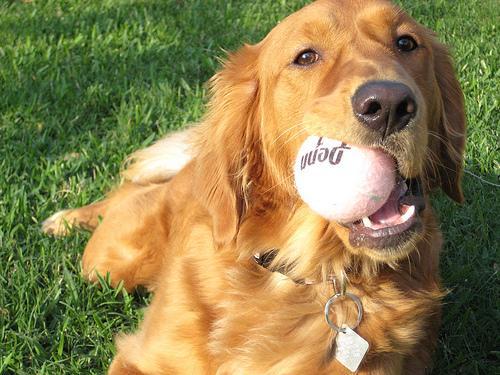 https://images.dog.ceo/breeds/retriever-golden/n02099601_9301.jpg