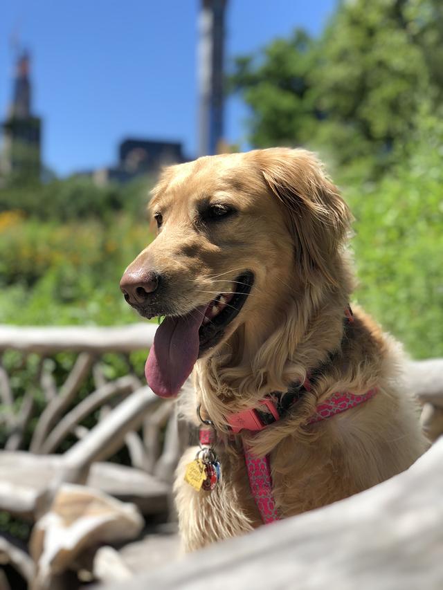 https://images.dog.ceo/breeds/retriever-golden/nina.jpg