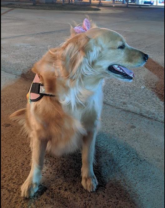 https://images.dog.ceo/breeds/retriever-golden/sasha2_delgado.jpg