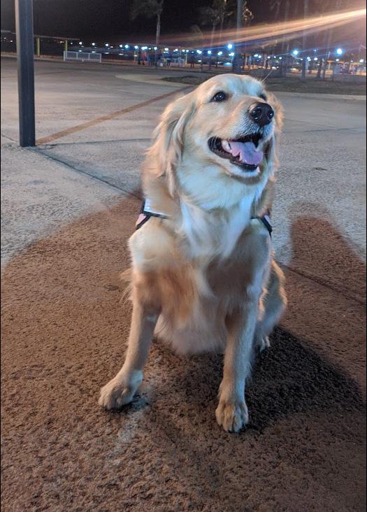 https://images.dog.ceo/breeds/retriever-golden/sasha3_delgado.jpg