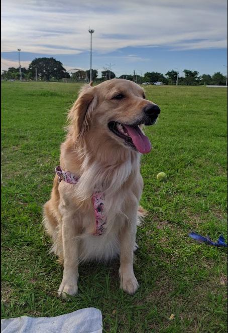 https://images.dog.ceo/breeds/retriever-golden/sasha_delgado.jpg