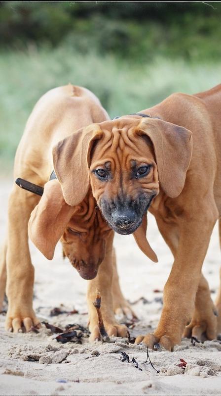 https://images.dog.ceo/breeds/ridgeback-rhodesian/20190721_203803.jpg