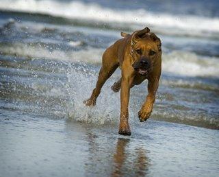 https://images.dog.ceo/breeds/ridgeback-rhodesian/n02087394_10014.jpg