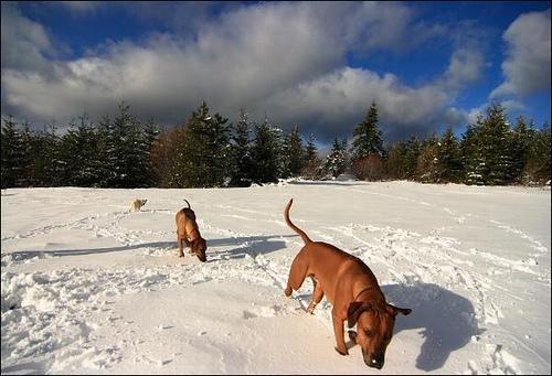 https://images.dog.ceo/breeds/ridgeback-rhodesian/n02087394_101.jpg