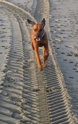 https://images.dog.ceo/breeds/ridgeback-rhodesian/n02087394_10238.jpg