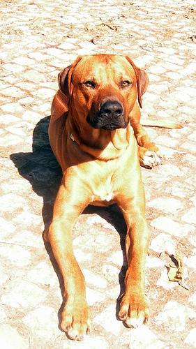 https://images.dog.ceo/breeds/ridgeback-rhodesian/n02087394_10351.jpg