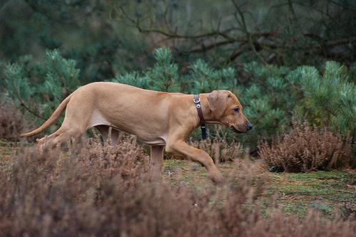 https://images.dog.ceo/breeds/ridgeback-rhodesian/n02087394_10418.jpg