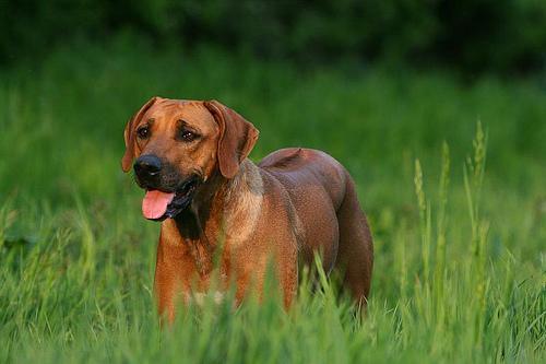 https://images.dog.ceo/breeds/ridgeback-rhodesian/n02087394_10588.jpg