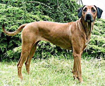 https://images.dog.ceo/breeds/ridgeback-rhodesian/n02087394_10591.jpg