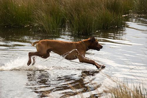 https://images.dog.ceo/breeds/ridgeback-rhodesian/n02087394_10683.jpg