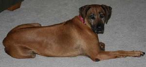 https://images.dog.ceo/breeds/ridgeback-rhodesian/n02087394_10939.jpg