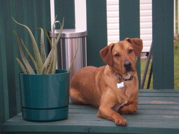 https://images.dog.ceo/breeds/ridgeback-rhodesian/n02087394_11174.jpg