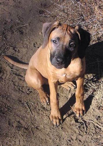 https://images.dog.ceo/breeds/ridgeback-rhodesian/n02087394_11238.jpg