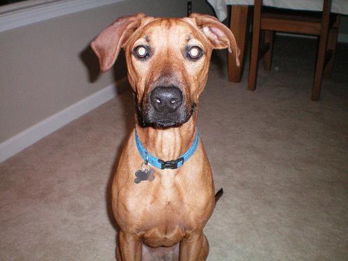 https://images.dog.ceo/breeds/ridgeback-rhodesian/n02087394_11337.jpg