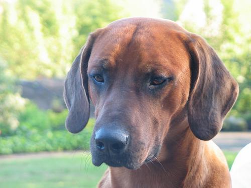 https://images.dog.ceo/breeds/ridgeback-rhodesian/n02087394_11541.jpg