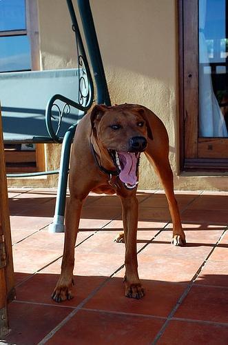 https://images.dog.ceo/breeds/ridgeback-rhodesian/n02087394_1274.jpg