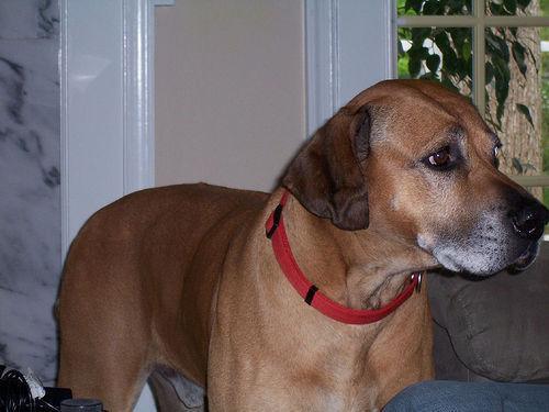 https://images.dog.ceo/breeds/ridgeback-rhodesian/n02087394_1336.jpg