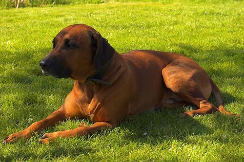 https://images.dog.ceo/breeds/ridgeback-rhodesian/n02087394_1352.jpg