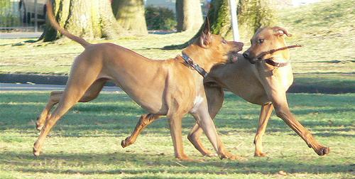 https://images.dog.ceo/breeds/ridgeback-rhodesian/n02087394_138.jpg