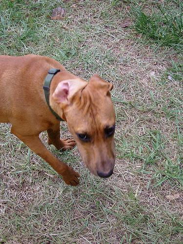 https://images.dog.ceo/breeds/ridgeback-rhodesian/n02087394_16736.jpg