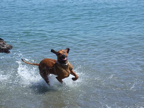 https://images.dog.ceo/breeds/ridgeback-rhodesian/n02087394_1874.jpg