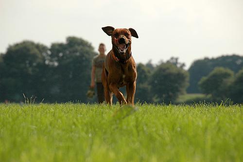 https://images.dog.ceo/breeds/ridgeback-rhodesian/n02087394_1925.jpg