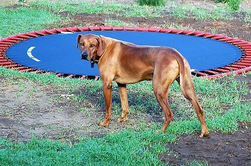 https://images.dog.ceo/breeds/ridgeback-rhodesian/n02087394_1963.jpg