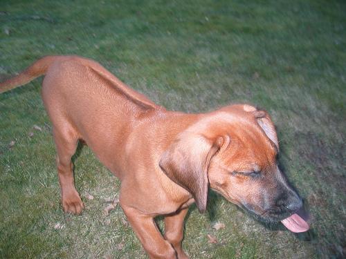 https://images.dog.ceo/breeds/ridgeback-rhodesian/n02087394_1964.jpg