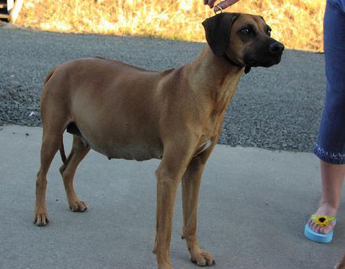 https://images.dog.ceo/breeds/ridgeback-rhodesian/n02087394_2253.jpg