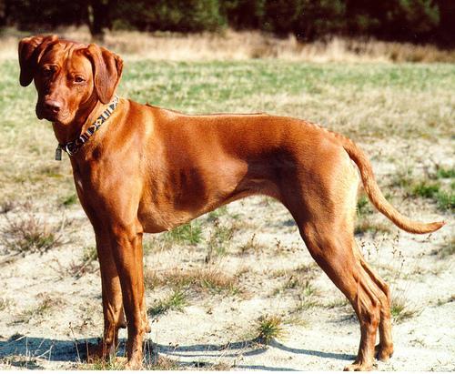 https://images.dog.ceo/breeds/ridgeback-rhodesian/n02087394_2319.jpg