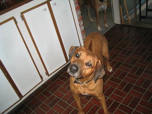 https://images.dog.ceo/breeds/ridgeback-rhodesian/n02087394_2364.jpg