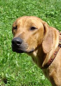 https://images.dog.ceo/breeds/ridgeback-rhodesian/n02087394_2427.jpg