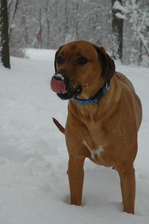 https://images.dog.ceo/breeds/ridgeback-rhodesian/n02087394_2445.jpg