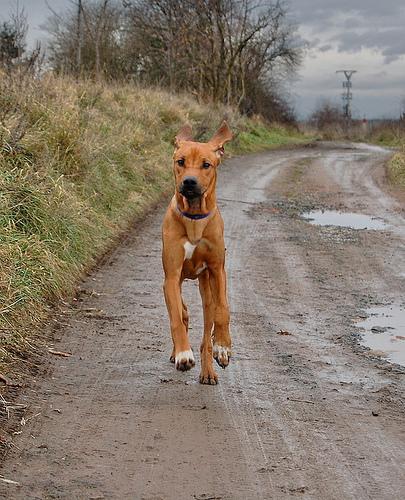 https://images.dog.ceo/breeds/ridgeback-rhodesian/n02087394_261.jpg