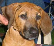 https://images.dog.ceo/breeds/ridgeback-rhodesian/n02087394_2972.jpg