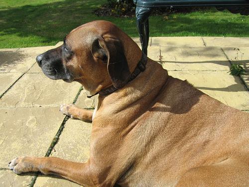 https://images.dog.ceo/breeds/ridgeback-rhodesian/n02087394_3015.jpg