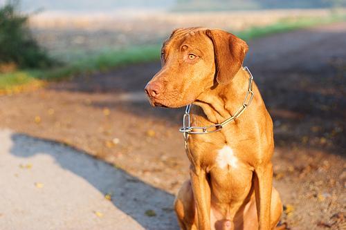 https://images.dog.ceo/breeds/ridgeback-rhodesian/n02087394_3048.jpg