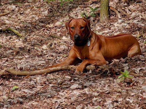 https://images.dog.ceo/breeds/ridgeback-rhodesian/n02087394_3072.jpg